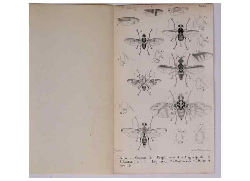 Reproducción/Reproduction 48641488908: Diptères exotiques nouveaux ou peu connus. Paris :Roret,1838-[43]. 