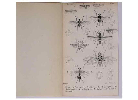 Reproducción/Reproduction 48641488908: Diptères exotiques nouveaux ou peu connus. Paris :Roret,1838-[43]. 