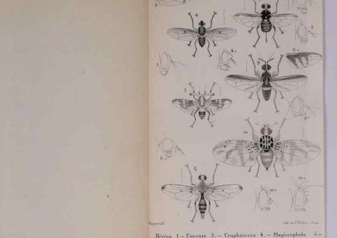 Reproducción/Reproduction 48641488908: Diptères exotiques nouveaux ou peu connus. Paris :Roret,1838-[43]. 
