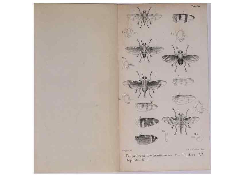 Reproducción/Reproduction 48641984142: Diptères exotiques nouveaux ou peu connus. Paris :Roret,1838-[43]. 