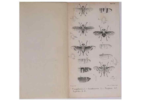 Reproducción/Reproduction 48641984142: Diptères exotiques nouveaux ou peu connus. Paris :Roret,1838-[43]. 