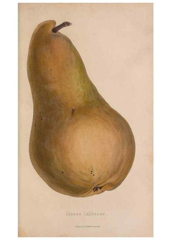 Reproducción/Reproduction 48642642781: The florist and pomologist.. London :""Journal of Horticulture"" Office,1863-1879.. 