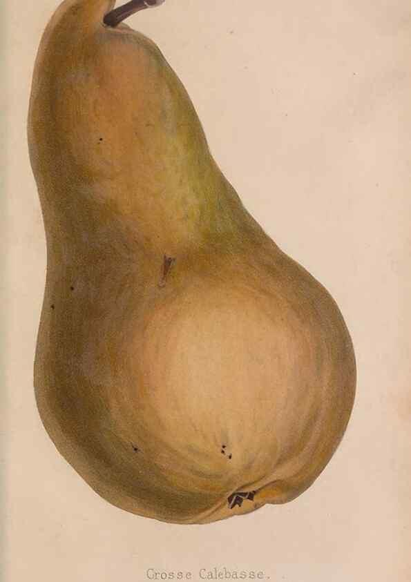 Reproducción/Reproduction 48642642781: The florist and pomologist.. London :""Journal of Horticulture"" Office,1863-1879.. 