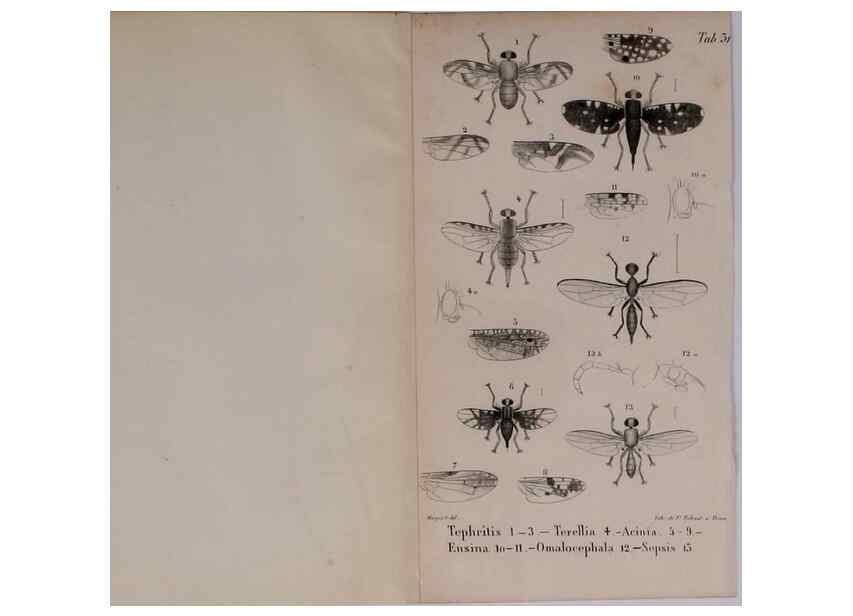 Reproducción/Reproduction 48641984422: Diptères exotiques nouveaux ou peu connus. Paris :Roret,1838-[43]. 