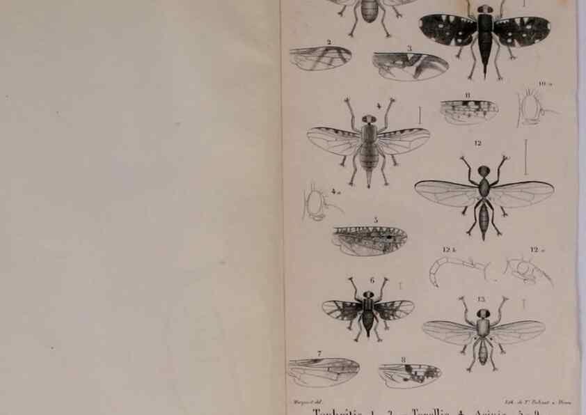 Reproducción/Reproduction 48641984422: Diptères exotiques nouveaux ou peu connus. Paris :Roret,1838-[43]. 