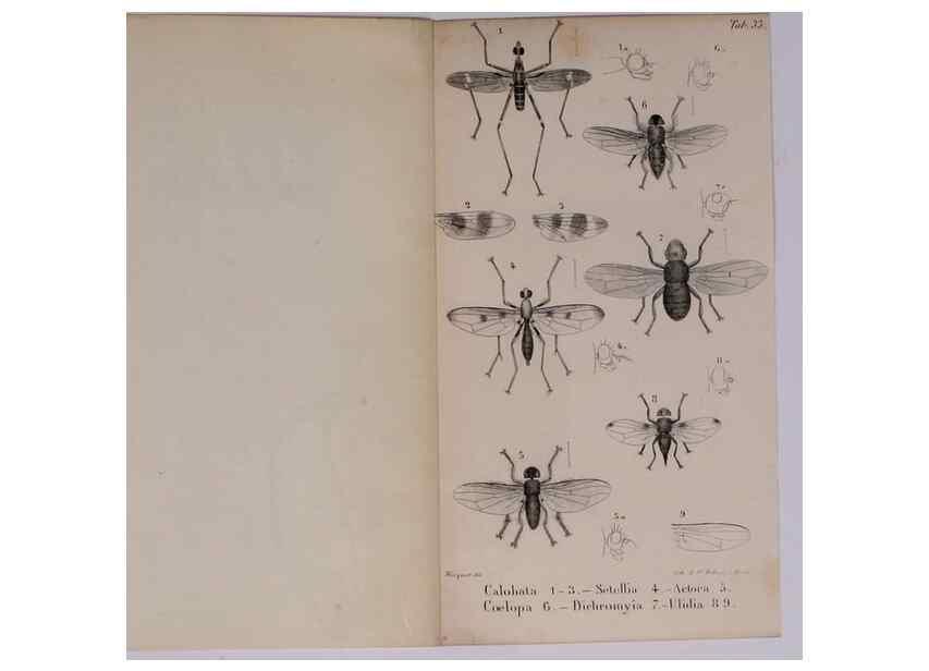 Reproducción/Reproduction 48641984967: Diptères exotiques nouveaux ou peu connus. Paris :Roret,1838-[43]. 