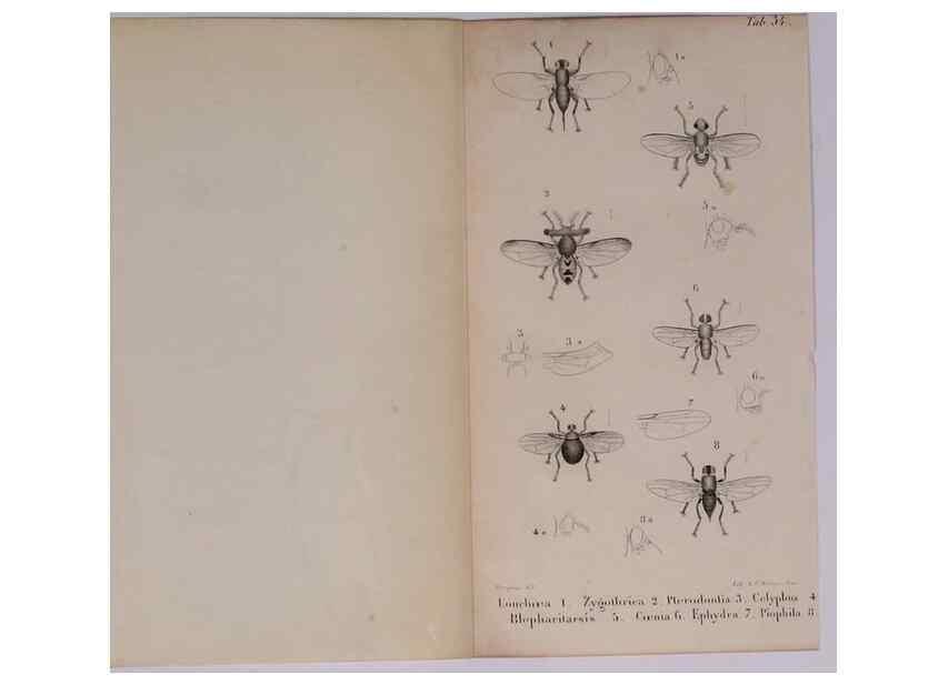 Reproducción/Reproduction 48641490038: Diptères exotiques nouveaux ou peu connus. Paris :Roret,1838-[43]. 