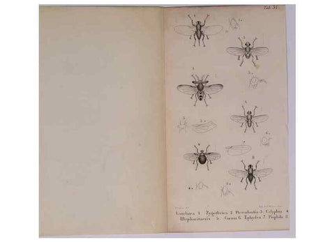 Reproducción/Reproduction 48641490038: Diptères exotiques nouveaux ou peu connus. Paris :Roret,1838-[43]. 