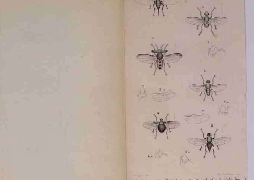 Reproducción/Reproduction 48641490038: Diptères exotiques nouveaux ou peu connus. Paris :Roret,1838-[43]. 