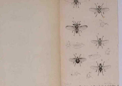 Reproducción/Reproduction 48641490038: Diptères exotiques nouveaux ou peu connus. Paris :Roret,1838-[43]. 