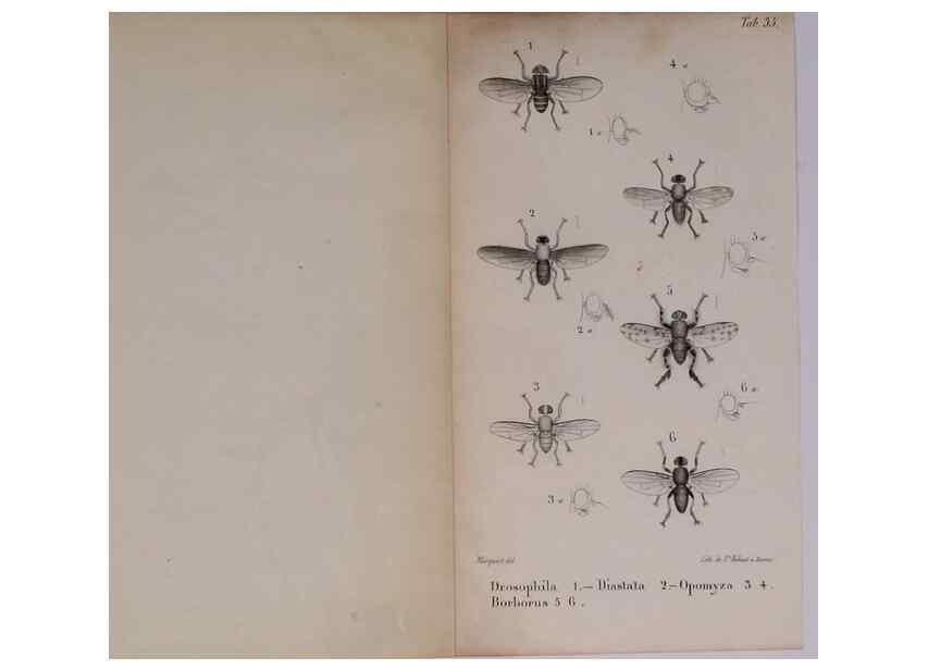 Reproducción/Reproduction 48641490283: Diptères exotiques nouveaux ou peu connus. Paris :Roret,1838-[43]. 