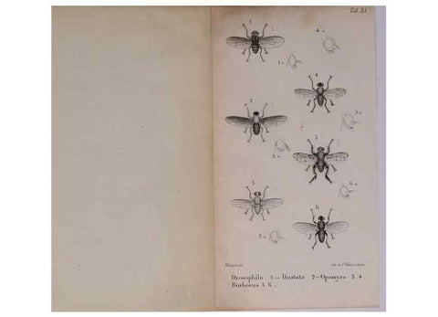 Reproducción/Reproduction 48641490283: Diptères exotiques nouveaux ou peu connus. Paris :Roret,1838-[43]. 