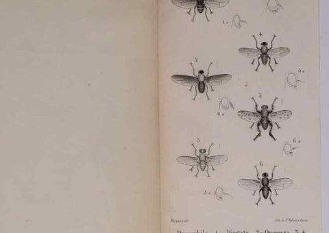 Reproducción/Reproduction 48641490283: Diptères exotiques nouveaux ou peu connus. Paris :Roret,1838-[43]. 