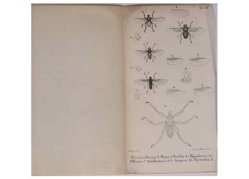 Reproducción/Reproduction 48641842701: Diptères exotiques nouveaux ou peu connus. Paris :Roret,1838-[43]. 