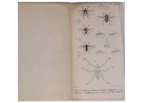 Reproducción/Reproduction 48641842701: Diptères exotiques nouveaux ou peu connus. Paris :Roret,1838-[43]. 