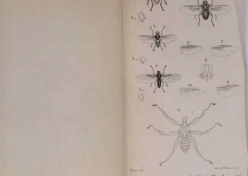 Reproducción/Reproduction 48641842701: Diptères exotiques nouveaux ou peu connus. Paris :Roret,1838-[43]. 