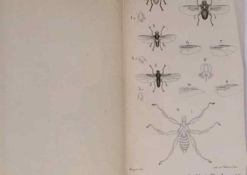 Reproducción/Reproduction 48641842701: Diptères exotiques nouveaux ou peu connus. Paris :Roret,1838-[43]. 