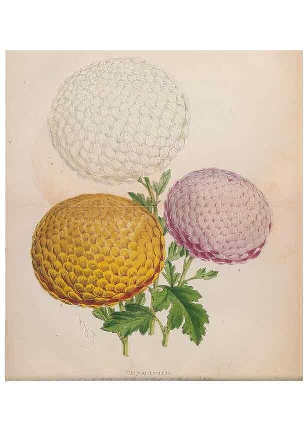 Reproducción/Reproduction 48642778322: The florist and pomologist.. London :""Journal of Horticulture"" Office,1863-1879.. 