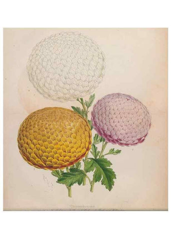 Reproducción/Reproduction 48642778322: The florist and pomologist.. London :""Journal of Horticulture"" Office,1863-1879.. 