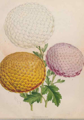 Reproducción/Reproduction 48642778322: The florist and pomologist.. London :""Journal of Horticulture"" Office,1863-1879.. 