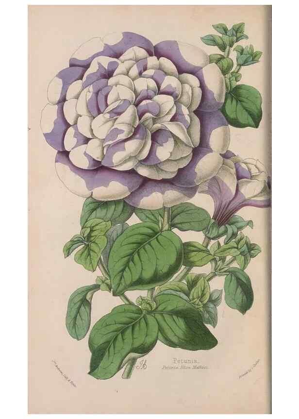 Reproducción/Reproduction 48642634526: The florist and pomologist.. London :""Journal of Horticulture"" Office,1863-1879.. 