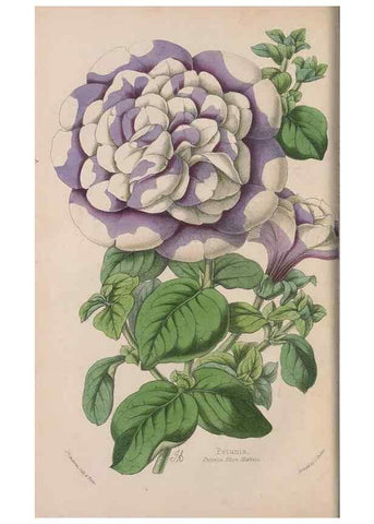 Reproducción/Reproduction 48642634526: The florist and pomologist.. London :""Journal of Horticulture"" Office,1863-1879.. 
