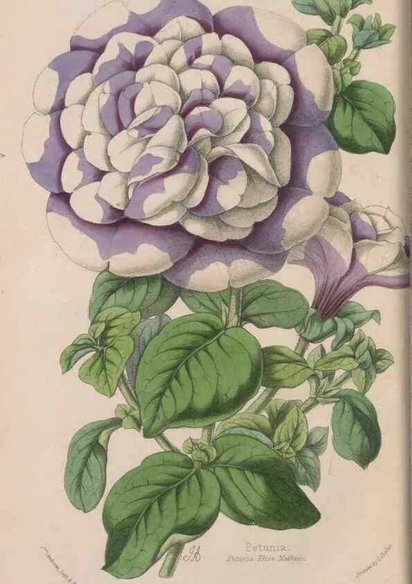 Reproducción/Reproduction 48642634526: The florist and pomologist.. London :""Journal of Horticulture"" Office,1863-1879.. 