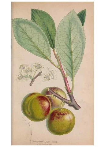 Reproducción/Reproduction 48642282648: The florist and pomologist.. London :""Journal of Horticulture"" Office,1863-1879.. 