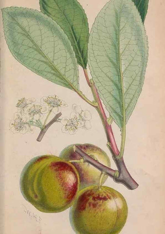 Reproducción/Reproduction 48642282648: The florist and pomologist.. London :""Journal of Horticulture"" Office,1863-1879.. 