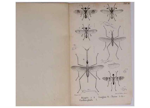 Reproducción/Reproduction 48641841751: Diptères exotiques nouveaux ou peu connus. Paris :Roret,1838-[43]. 