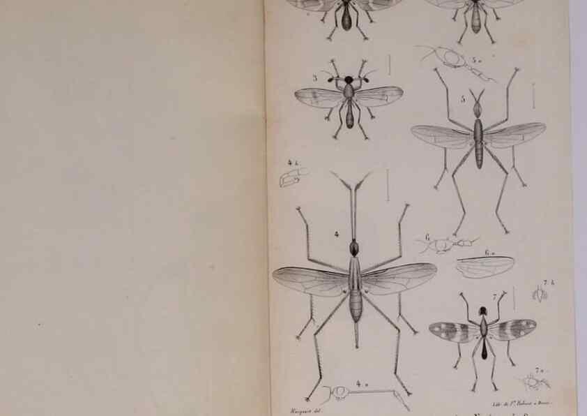 Reproducción/Reproduction 48641841751: Diptères exotiques nouveaux ou peu connus. Paris :Roret,1838-[43]. 