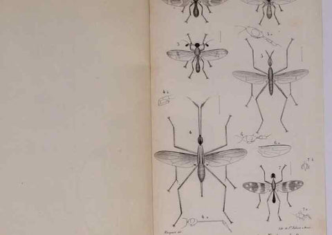 Reproducción/Reproduction 48641841751: Diptères exotiques nouveaux ou peu connus. Paris :Roret,1838-[43]. 