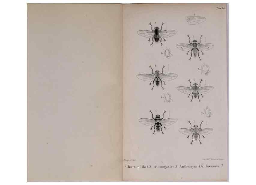 Reproducción/Reproduction 48641839836: Diptères exotiques nouveaux ou peu connus. Paris :Roret,1838-[43]. 
