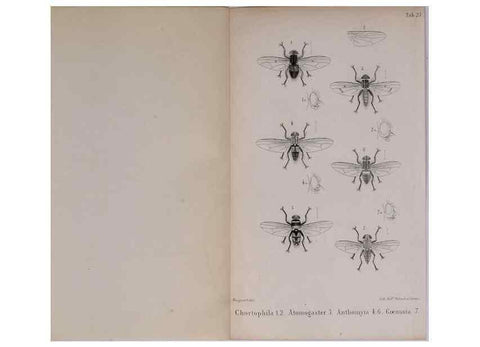 Reproducción/Reproduction 48641839836: Diptères exotiques nouveaux ou peu connus. Paris :Roret,1838-[43]. 