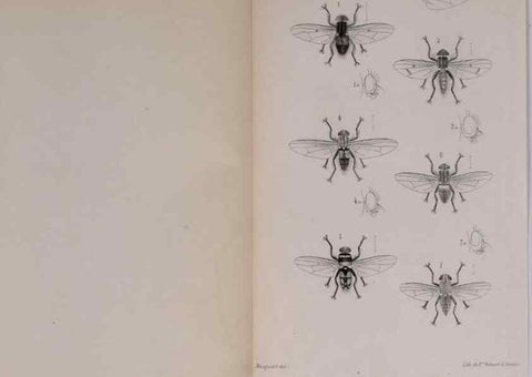 Reproducción/Reproduction 48641839836: Diptères exotiques nouveaux ou peu connus. Paris :Roret,1838-[43]. 