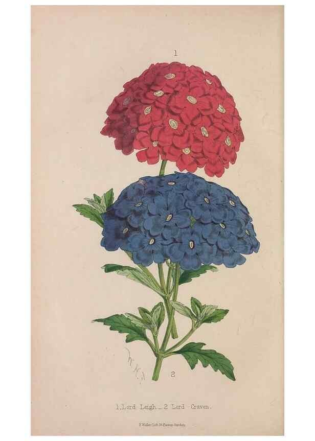 Reproducción/Reproduction 48642290863: The florist and pomologist.. London :""Journal of Horticulture"" Office,1863-1879.. 