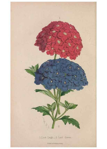 Reproducción/Reproduction 48642290863: The florist and pomologist.. London :""Journal of Horticulture"" Office,1863-1879.. 