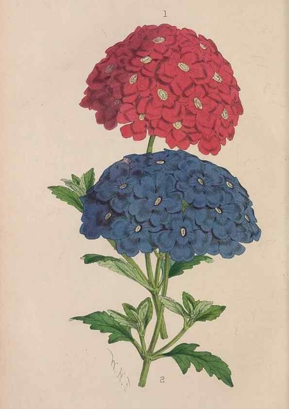 Reproducción/Reproduction 48642290863: The florist and pomologist.. London :""Journal of Horticulture"" Office,1863-1879.. 