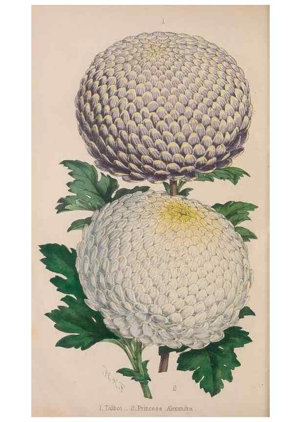 Reproducción/Reproduction 48642291843: The florist and pomologist.. London :""Journal of Horticulture"" Office,1863-1879.. 