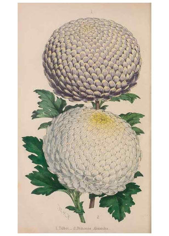 Reproducción/Reproduction 48642291843: The florist and pomologist.. London :""Journal of Horticulture"" Office,1863-1879.. 