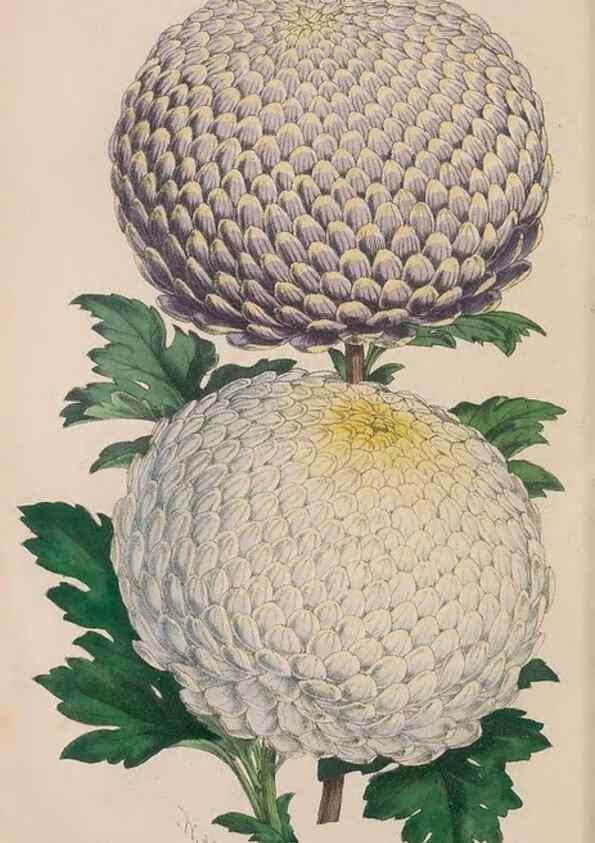 Reproducción/Reproduction 48642291843: The florist and pomologist.. London :""Journal of Horticulture"" Office,1863-1879.. 