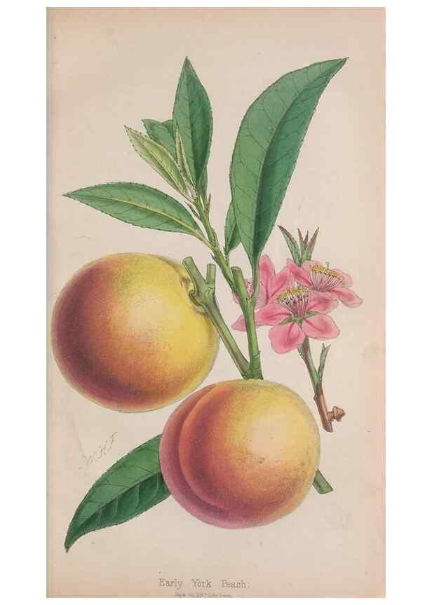 Reproducción/Reproduction 48642671406: The florist and pomologist.. London :""Journal of Horticulture"" Office,1863-1879.. 
