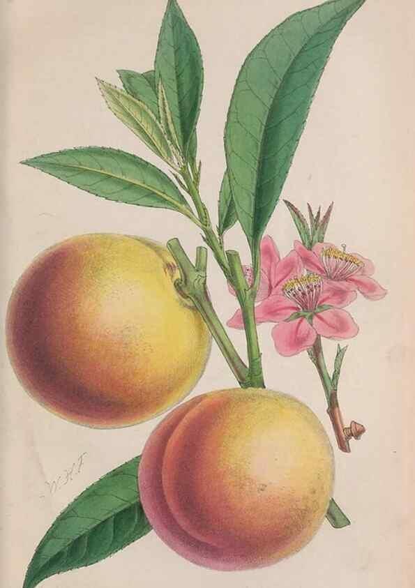 Reproducción/Reproduction 48642671406: The florist and pomologist.. London :""Journal of Horticulture"" Office,1863-1879.. 