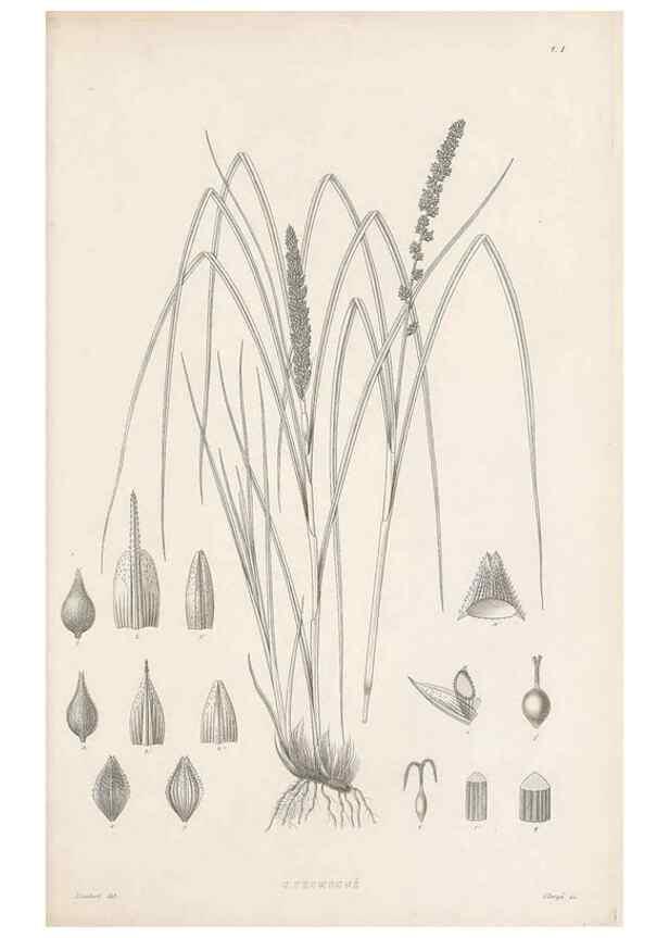 Reproducción/Reproduction 48682874316: Illustrations of the genus Carex. London :William Pamplin,1858-1867.. 