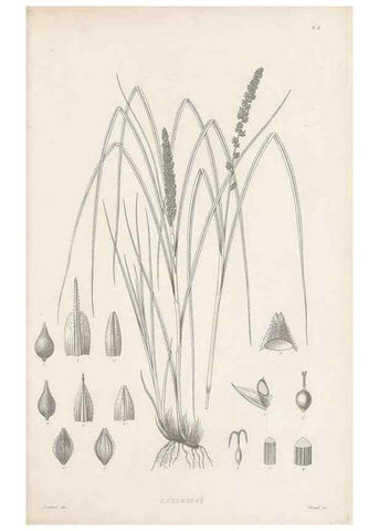 Reproducción/Reproduction 48682874316: Illustrations of the genus Carex. London :William Pamplin,1858-1867.. 