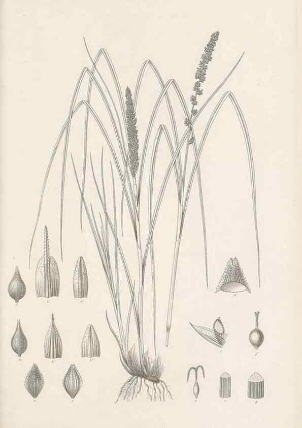 Reproducción/Reproduction 48682874316: Illustrations of the genus Carex. London :William Pamplin,1858-1867.. 