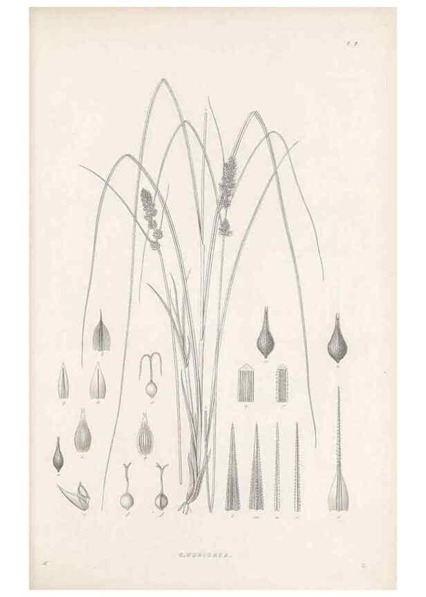 Reproducción/Reproduction 48682533143: Illustrations of the genus Carex. London :William Pamplin,1858-1867.. 