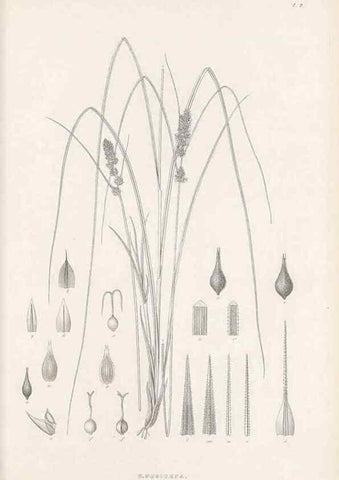 Reproducción/Reproduction 48682533143: Illustrations of the genus Carex. London :William Pamplin,1858-1867.. 