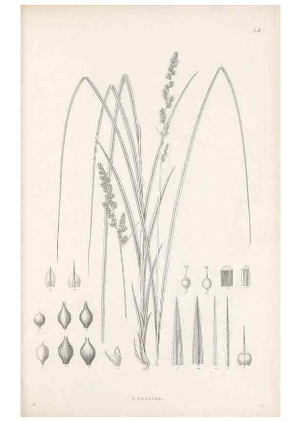 Reproducción/Reproduction 48682874796: Illustrations of the genus Carex. London :William Pamplin,1858-1867.. 