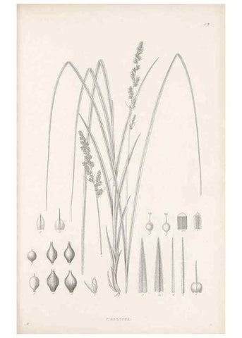 Reproducción/Reproduction 48682874796: Illustrations of the genus Carex. London :William Pamplin,1858-1867.. 
